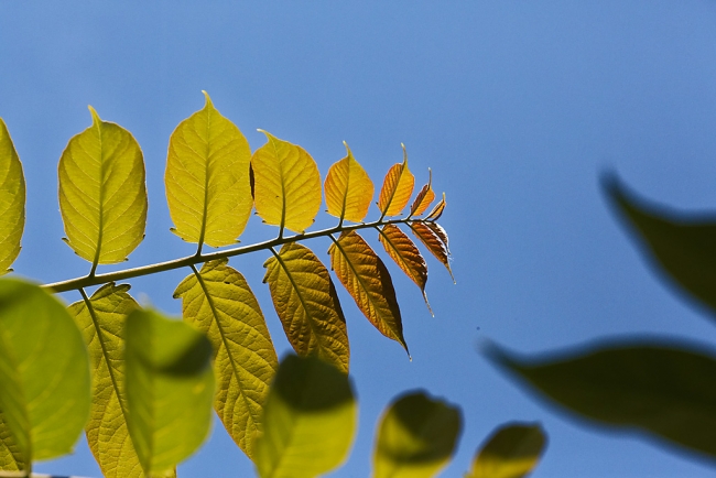 Jardin Botanique de la Bastide-054